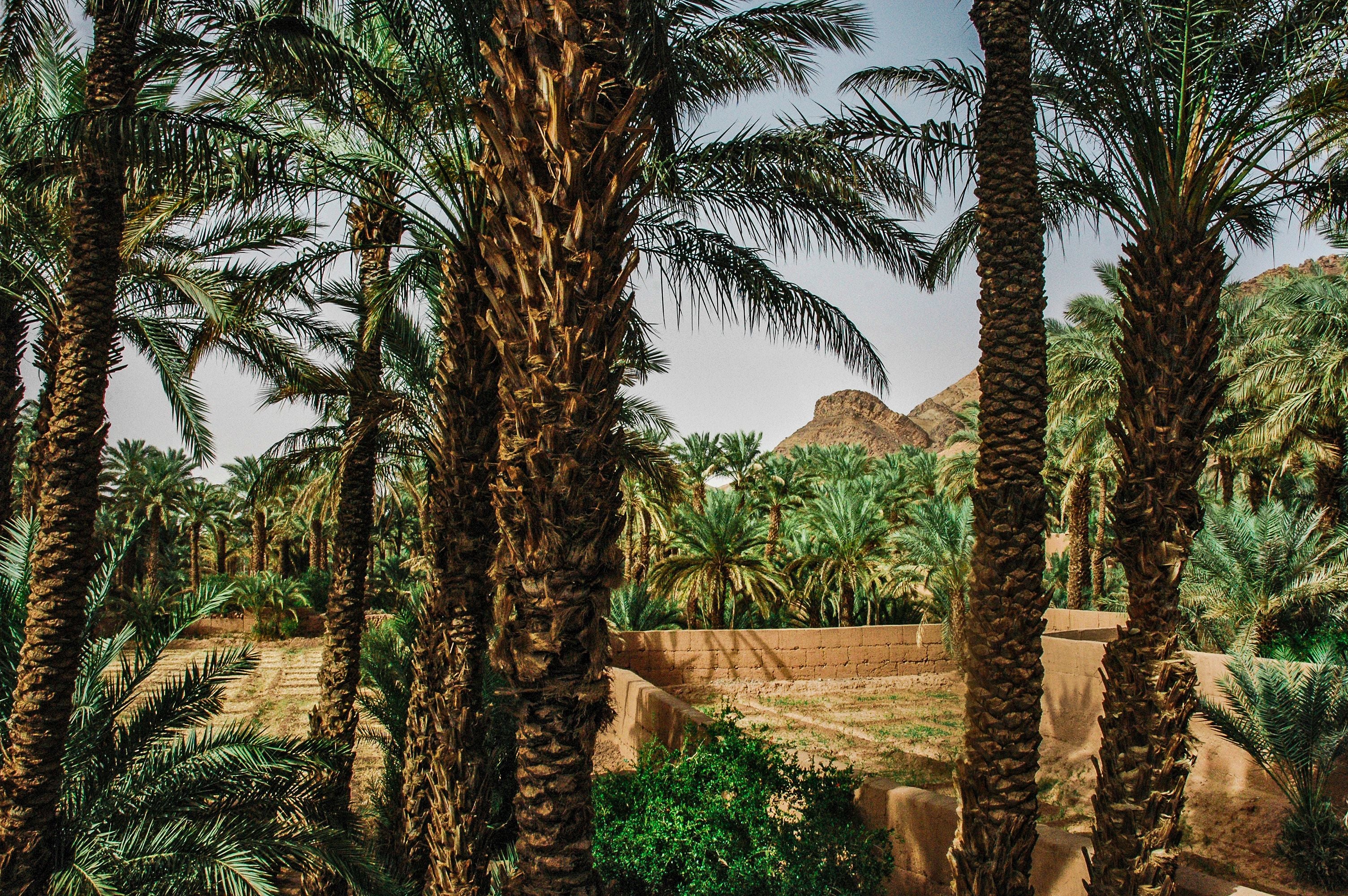 Date palms in a sunlit oasis with mountains in the background
